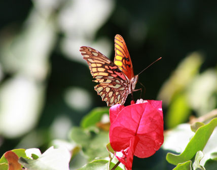Mariposa