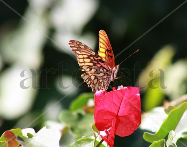 mariposa Naturaleza Color (Digital)