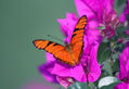 MARIPOSAS