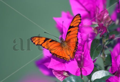 Mariposas