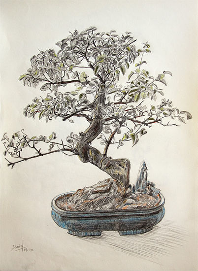 Bonsai Lápiz