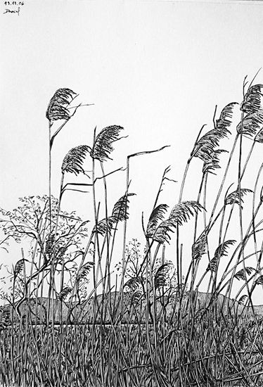 Espigas del delta del Ebro Tinta Papel Floral