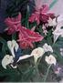 colibris entre flores