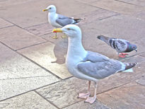 Palomas de Bergen