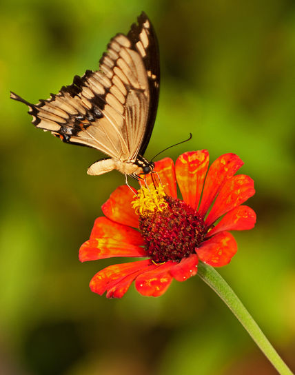 Butterfly at Las...