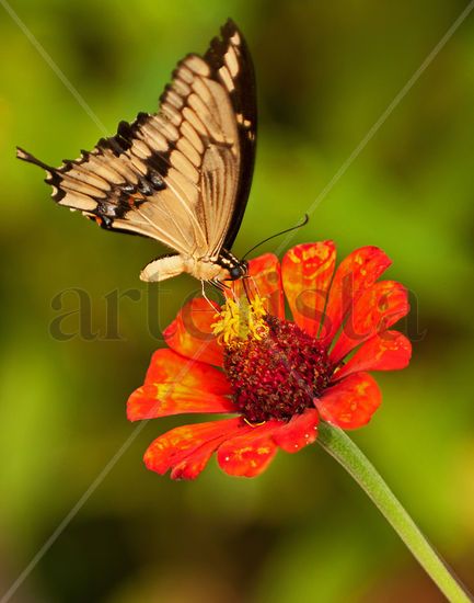 Butterfly at Las Glorias 