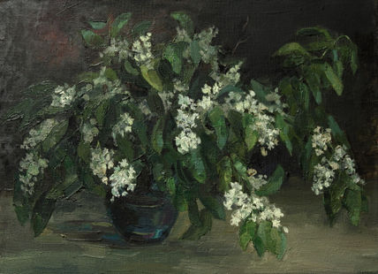 Cerezo aliso