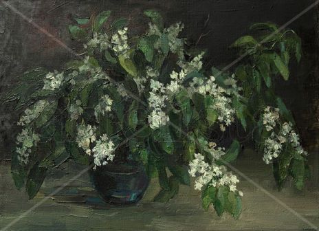 Cerezo aliso