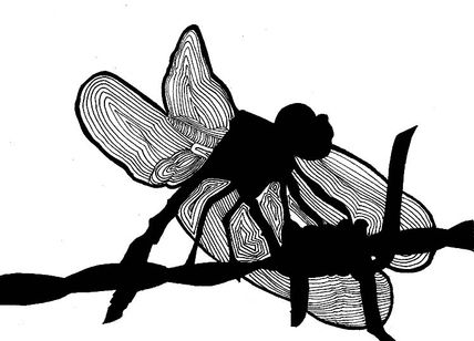 Libelula