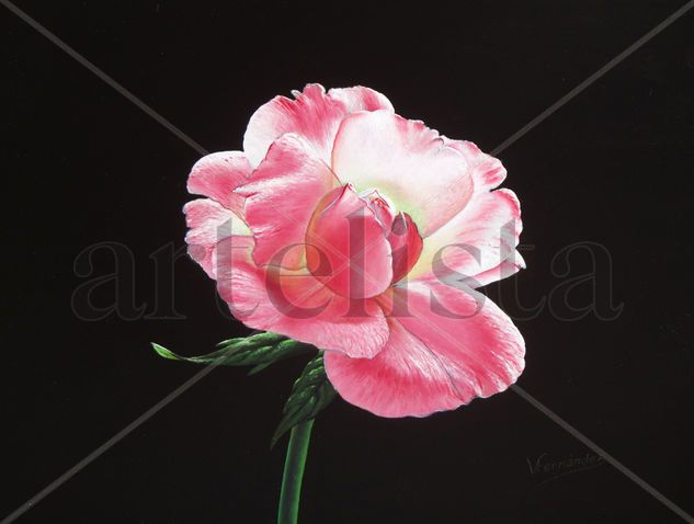 11-ROSA BLANCA Oil Panel Floral Painting