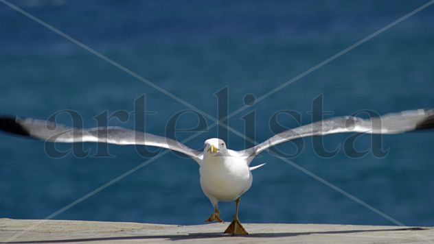 GAVIOTA