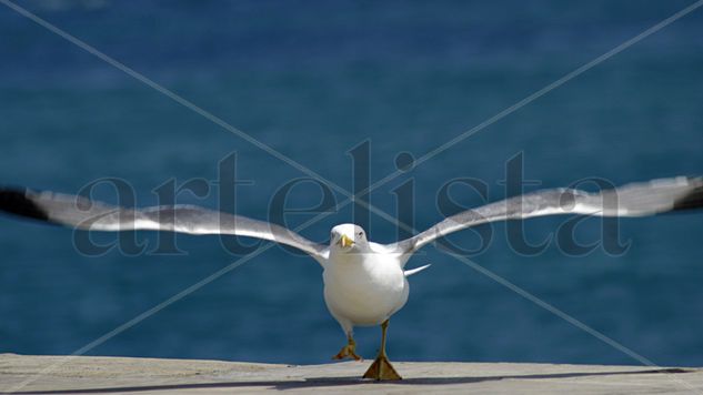 GAVIOTA Nature Color (Digital)