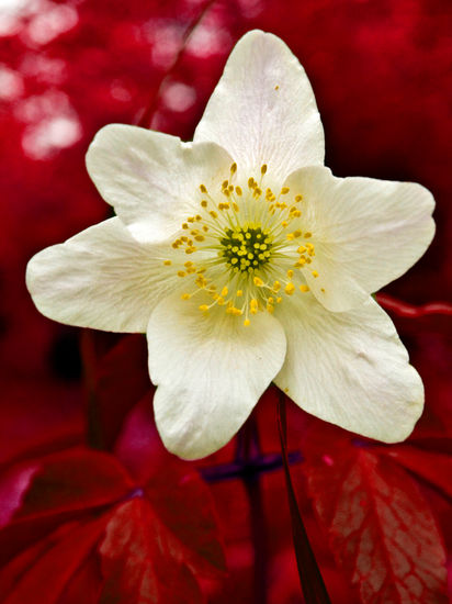 flor de sangre Naturaleza Color (Digital)