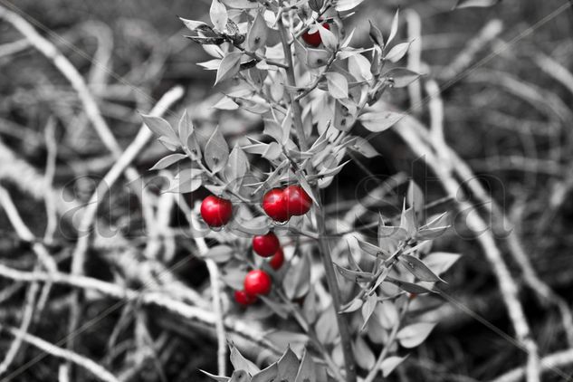 Just Red Nature Black and White (Digital)