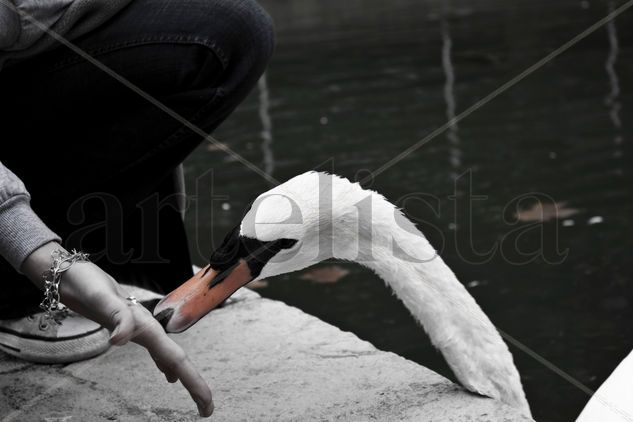 Cisne Blanco Nature Black and White (Digital)