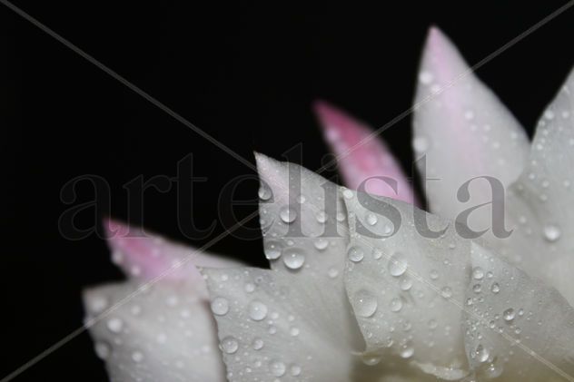 Cactus Flor
