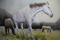 Caballos