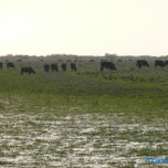 TOROS Y VACAS thumbnail 1