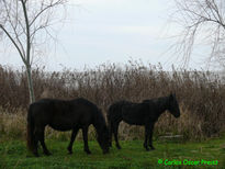 Caballos en la costa