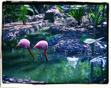 Flamingos
