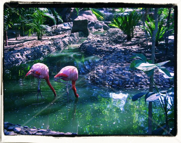 Flamingos Nature Color (Digital)