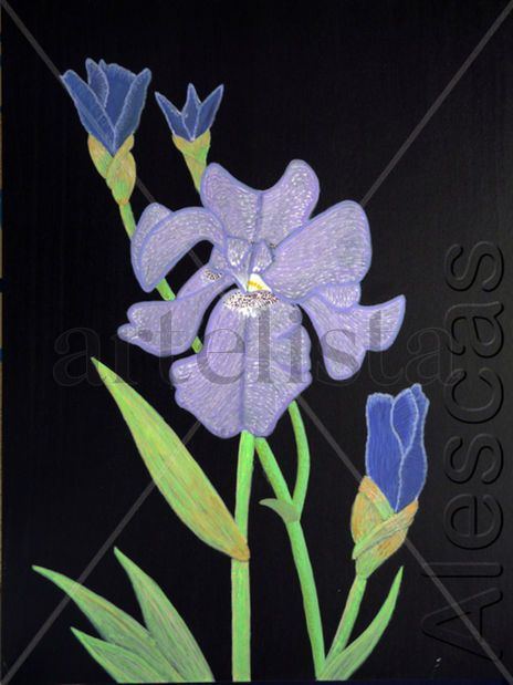 Iris