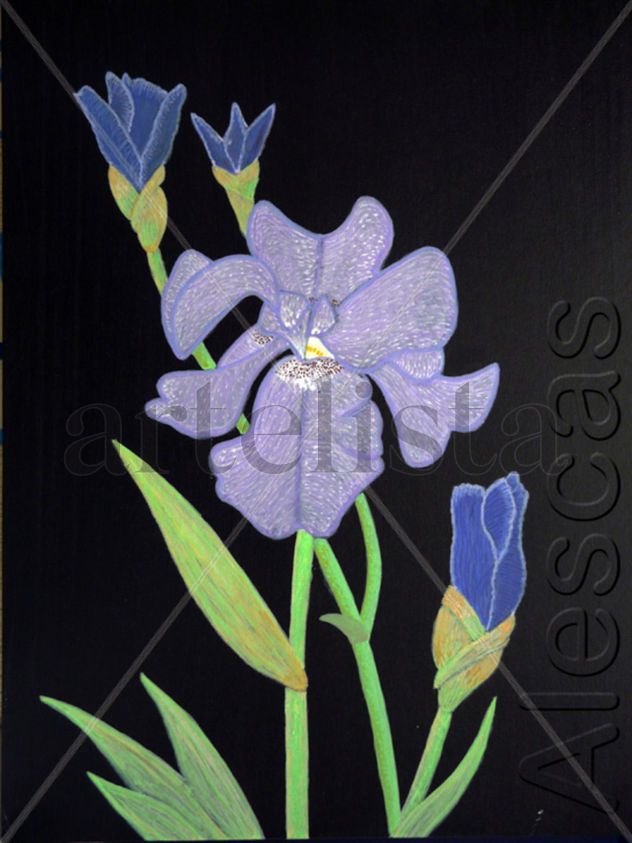 Iris