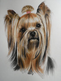 Perro
