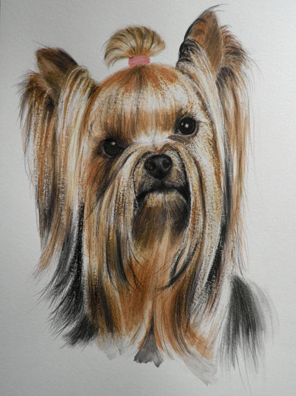 Perro