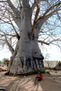 Mi arbol ,mis escuela y yo.