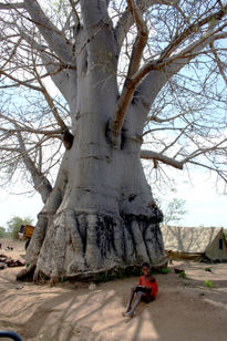 Mi arbol ,mis...