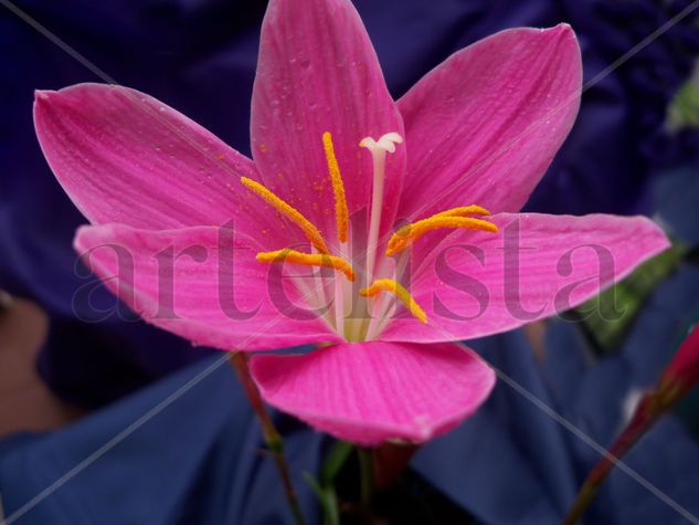 LA FLOR DE UN DIA Naturaleza Color (Digital)