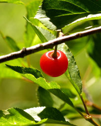 Oposicion verde rojo