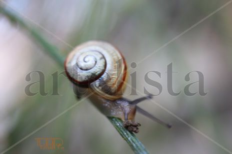 Spirale2