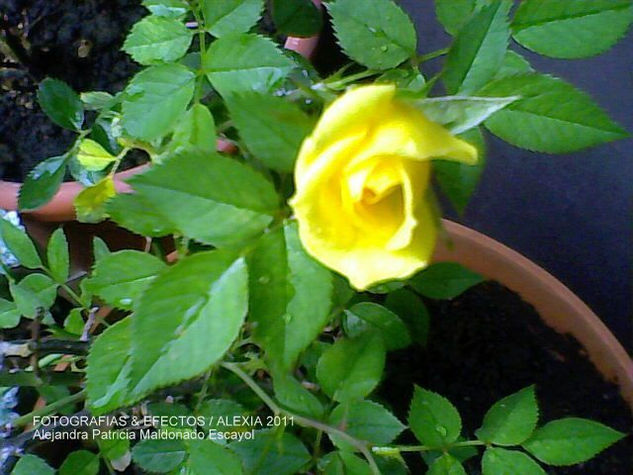 MIS ROSAS ROCOCÓ AMARILLAS 