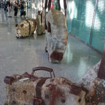 de viaje thumbnail 2