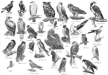 Aves 2