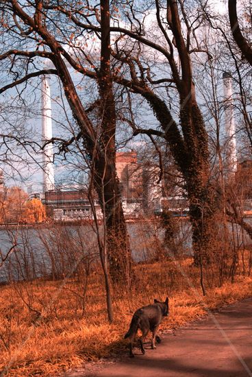 hund in spreepark Nature Color (Digital)