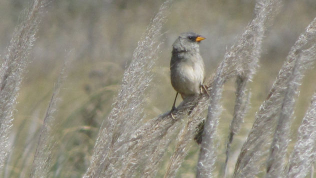 VERDÓN -  Embernagra platensis  - AVES DE ARGENTINA
