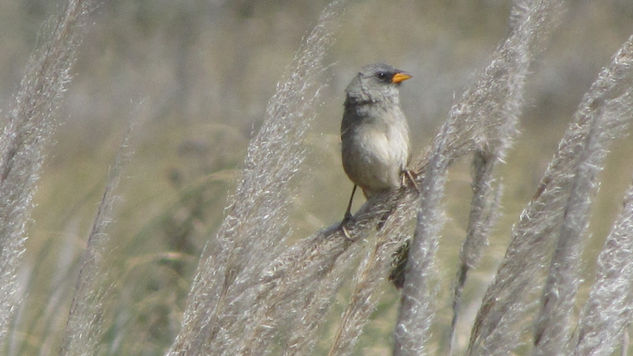 VERDÓN -  Embernagra platensis  - AVES DE ARGENTINA Naturaleza Color (Digital)