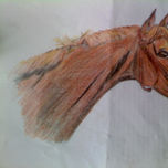 CABALLOS thumbnail 2
