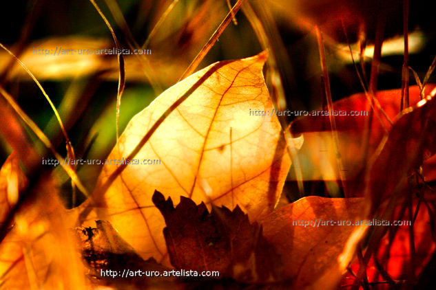 CALOR DE OTOÑO Naturaleza Color (Digital)