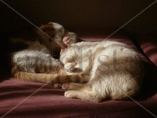 Quien a buen gato se arrima ... / La casa engatada