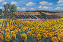 Girasoles y viñedos