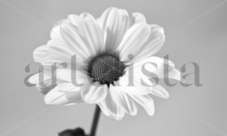 Minimalismo