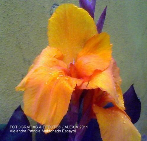 FLOR DE MI ACHIRA NARANJA UNIVERSAL 