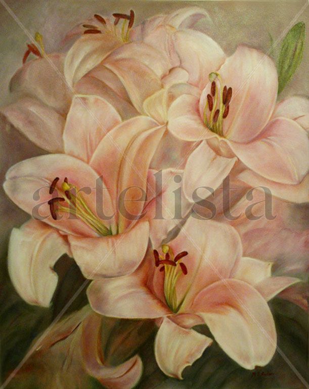 Lilium rosa