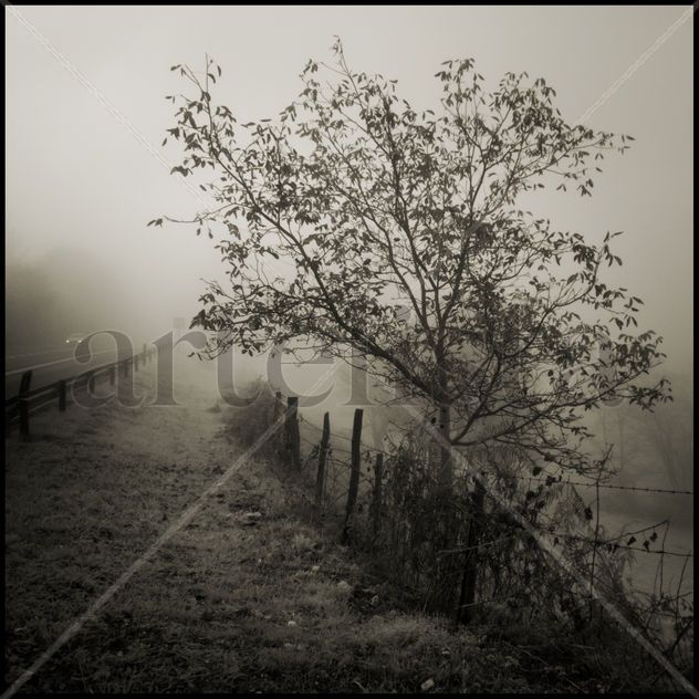 Niebla