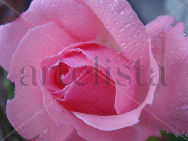 roció de rosa