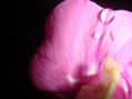 orquídea salvaje